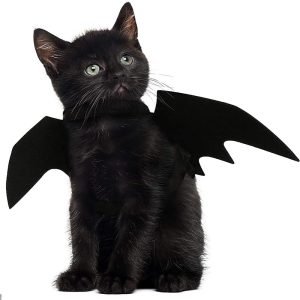 Cat Bat Wings